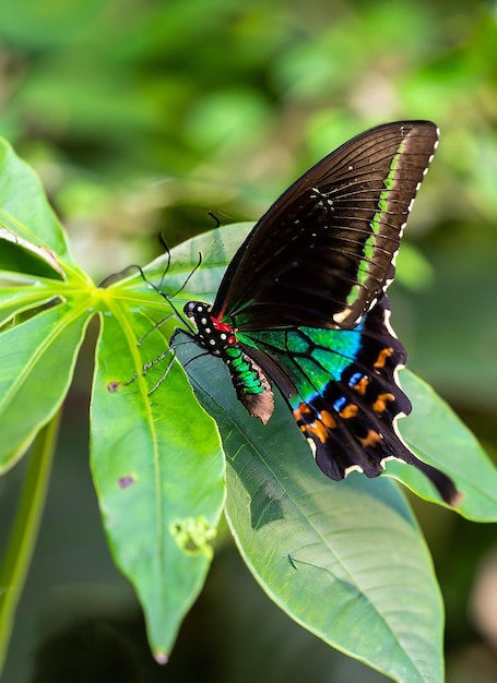 에메랄드 제비 꼬리 나비 또는 녹색 잎에 앉아 녹색 공작