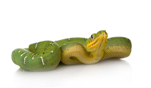 Emerald Tree Boa - Corallus-caninus vooraan op een geïsoleerd wit