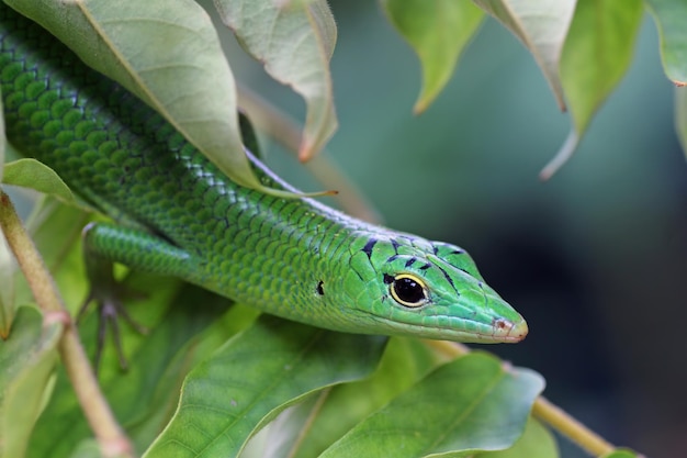 写真 緑の葉の爬虫類のクローズアップにエメラルドの木のトカゲ