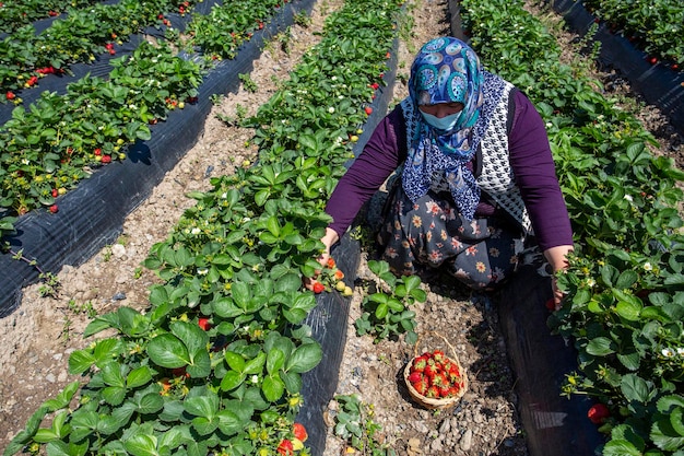 Emiralem - Izmir - Turkey, April 21, 2021, Emiralem strawberry fields, agricultural worker working in the field