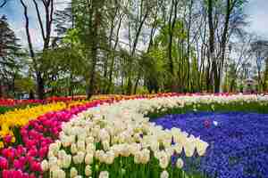 Photo emirgan park, istanbul