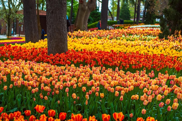 Photo emirgan park istanbul