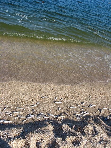 Emission of the bullhead on the seacoast