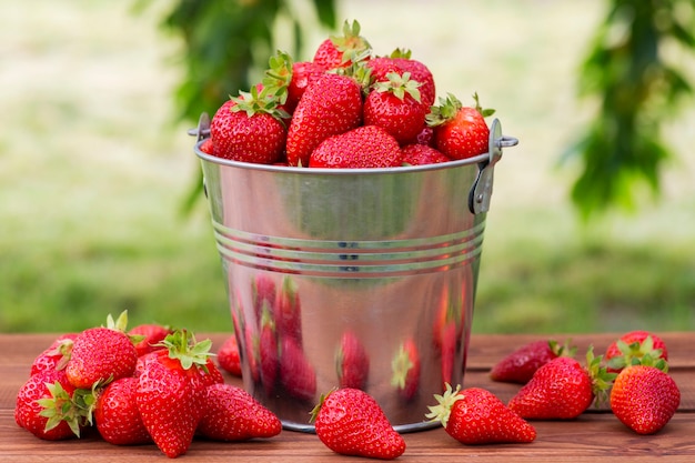 Emmer met vers geplukte aardbeien in de zomertuin