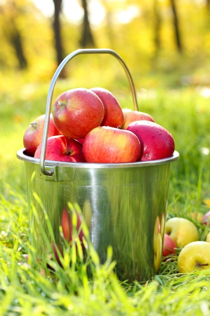 Emmer verse rijpe appels in de tuin op groen gras