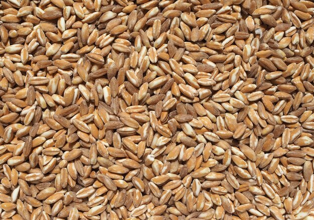 Photo emmer wheat cereals food