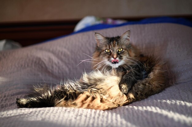 Emotional cat on the bed at home