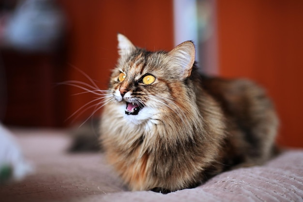 Emotional cat on the bed at home