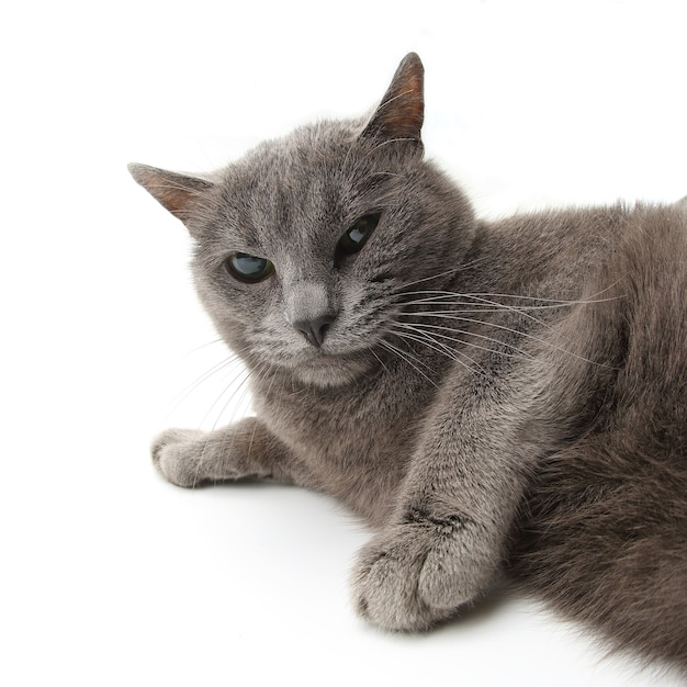Emotional portrait of a gray cat on white surface