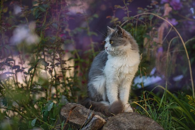 Photo emotional spring cat portrait cat in spring garden