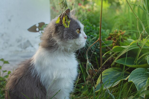 Emotioneel huisdier plezier buiten Attente kattenprofiel Profiel van een volwassen pluizige kat Portret van een schattige kat in profiel Portret van grijze en witte kat profiel close-up