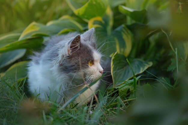 Emotioneel huisdier plezier buitenshuis Huisdier geluk concept Gewas van trendy kattenportret Afbeelding bijsnijden van kattengezicht met mooie ogen