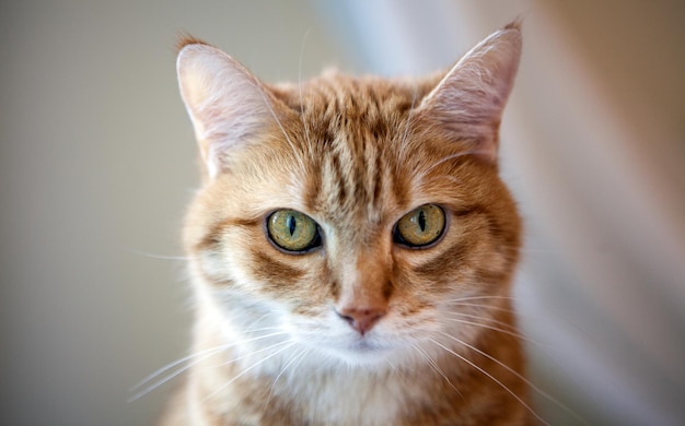 Emotionele oranje gember kat ogen portret. Grappige rode kat in een gezellige huiselijke sfeer. Liggende tabby gemberkat. Op zoek naar gemberkat, zittend. Tabby pluizige kitten kat lacht