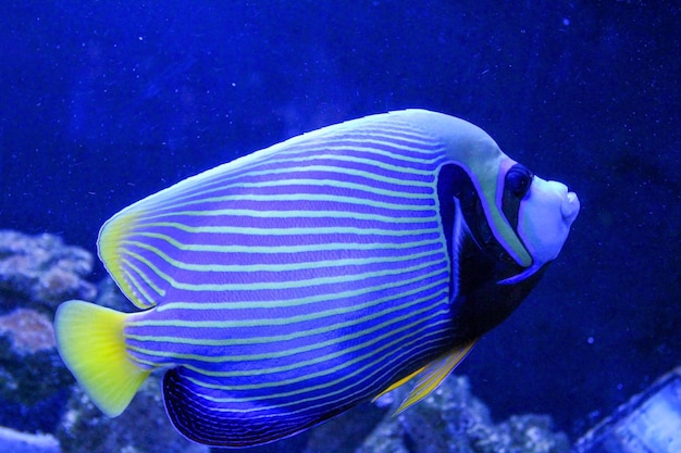 Emperor Angel fish swimming in the ocean