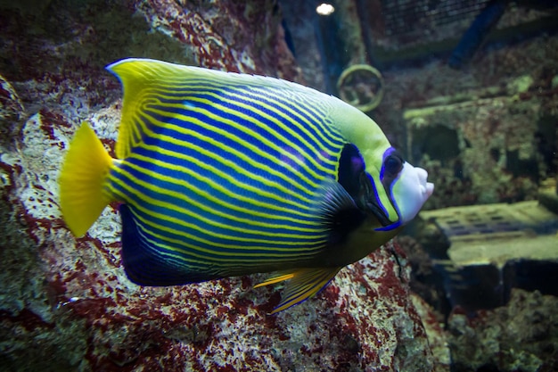 Vista del primo piano del pesce angelo dell'imperatore nell'oceano