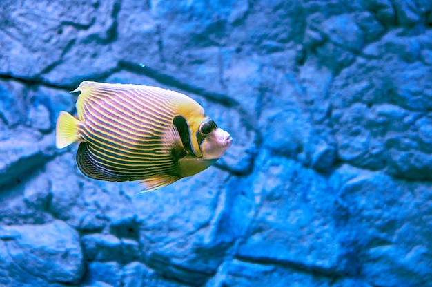 Emperor angelfish or Pomacanthus imperator is species of marine angelfish. It is  reef-associated fish.