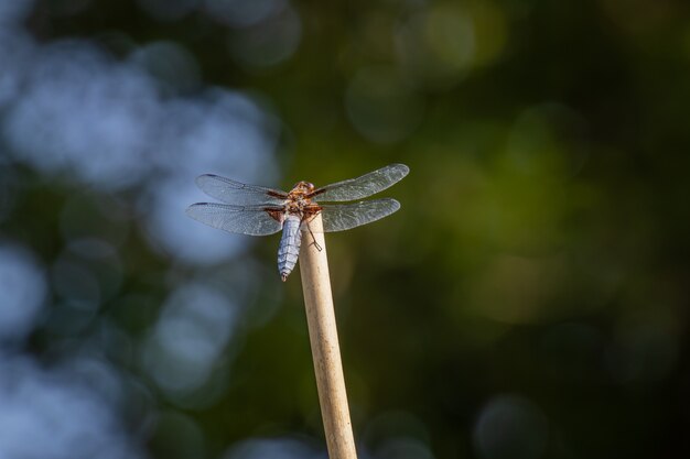 Emperor Dragonfly or Blue Emperor