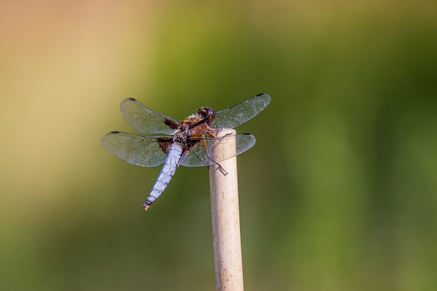 Emperor Dragonfly or Blue Emperor