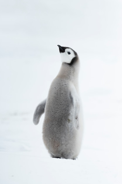 皇帝ペンギンのひよこがクローズアップ、Snow HillAntarctica2018で
