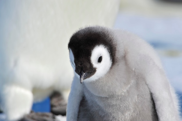 Pulcini di pinguino imperatore in antartide