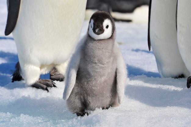 Foto pulcini di pinguino imperatore in antartide