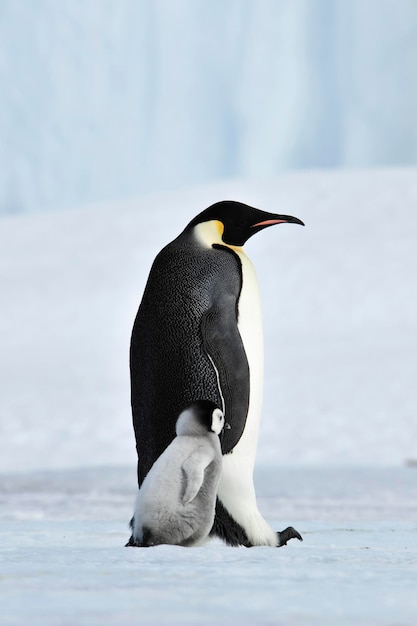 Emperor penguin with chick