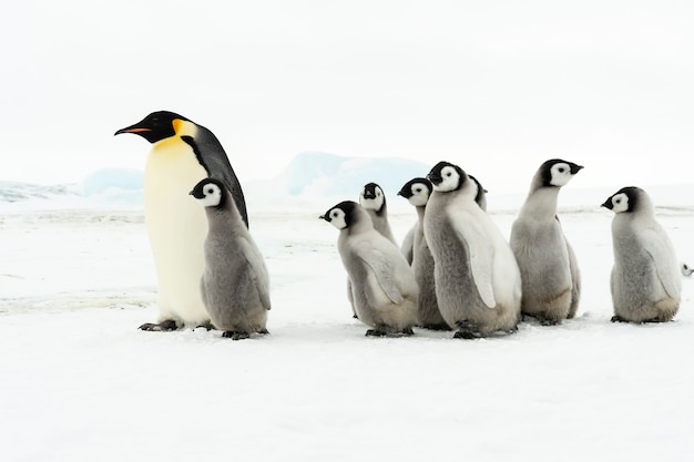 2018年南極のスノーヒルでひよこと一緒にいる皇帝ペンギン