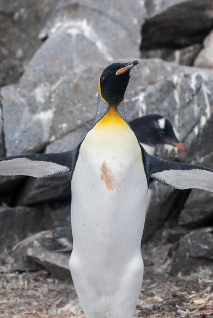 Port Lockroy Goudier 섬 Antartica의 황제 펭귄Aptenodytes forsteri