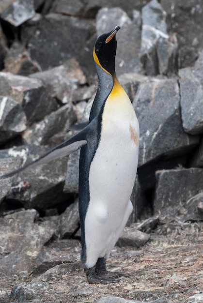 Port Lockroy Goudier 섬 Antartica의 황제 펭귄Aptenodytes forsteri