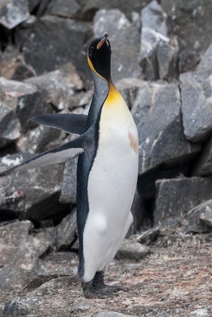 Emperor penguinAptenodytes forsteri in Port Lockroy Goudier island Antartica