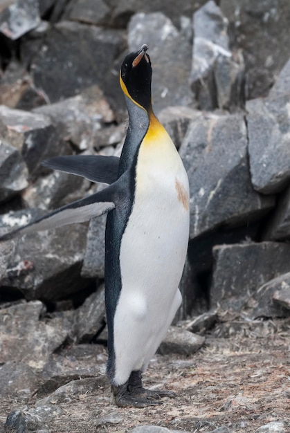 Emperor penguinaptenodytes forsteri in port lockroy goudier island antartica