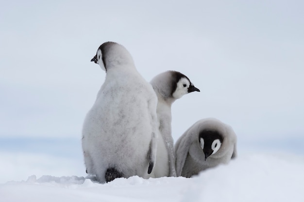 Photo emperor penguins chicks at snow hill antarctica 2018