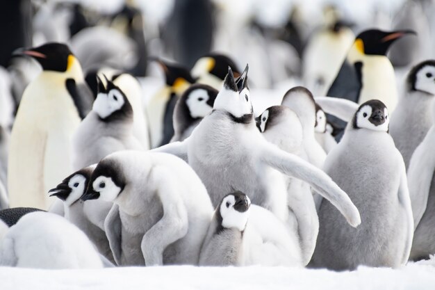 Emperor Penguins chicks at Snow Hill Antarctica 2018