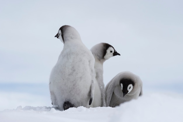 I pulcini dei pinguini imperatori a snow hill antarctica 2018