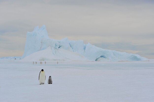 Foto pinguini imperatore a snow hill , antartide 2010 .