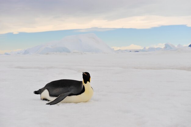 Photo emperor penguins at snow hill ,antarctica 2010 .