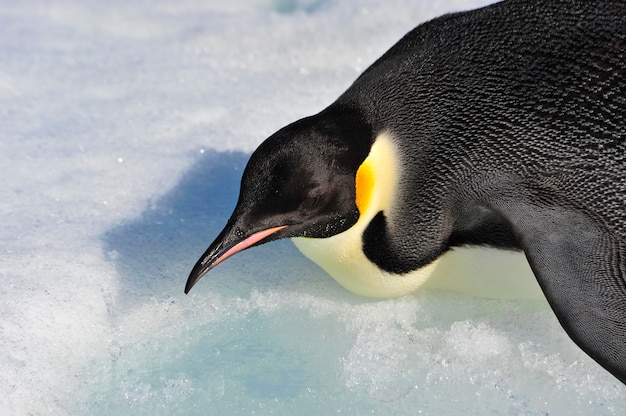 Императорские пингвины в Сноу-Хилл, Антарктида, 2010 год.