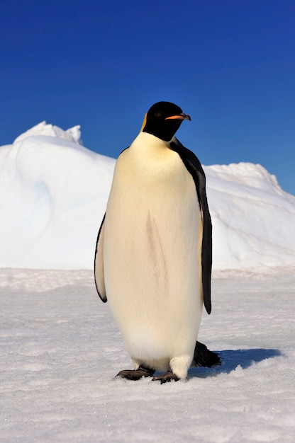 Emperor Penguins at Snow Hill ,Antarctica 2010 .