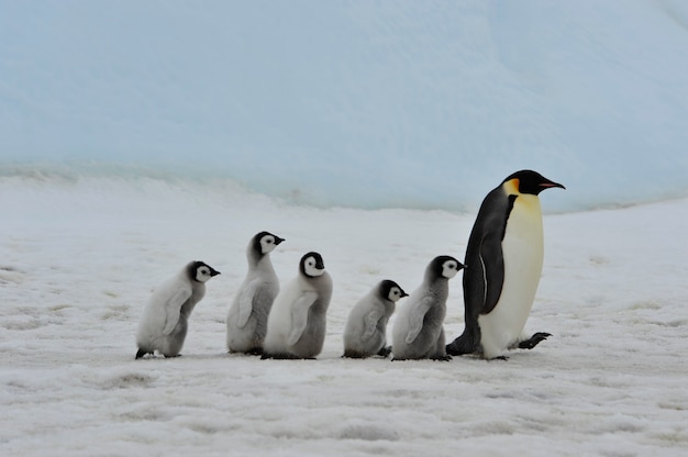 ひよこを持つ皇帝ペンギン