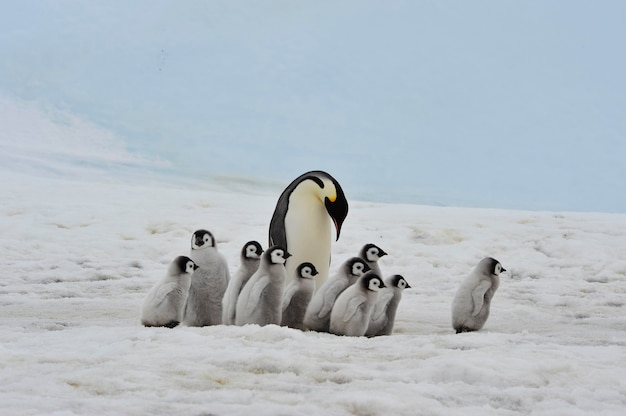 Императорские пингвины с птенцами