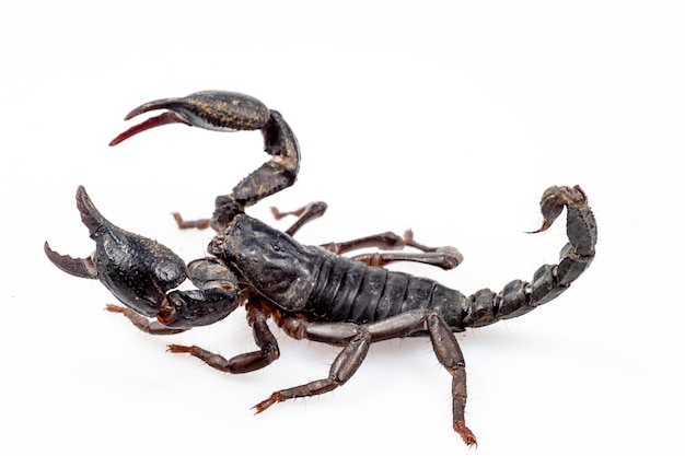 Photo emperor scorpion isolated on white background