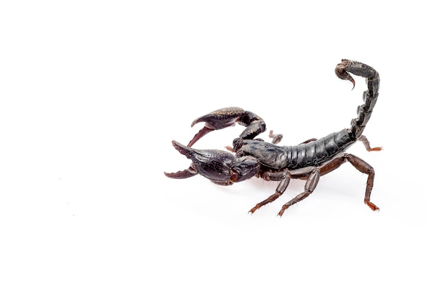 Emperor Scorpion isolated on white background