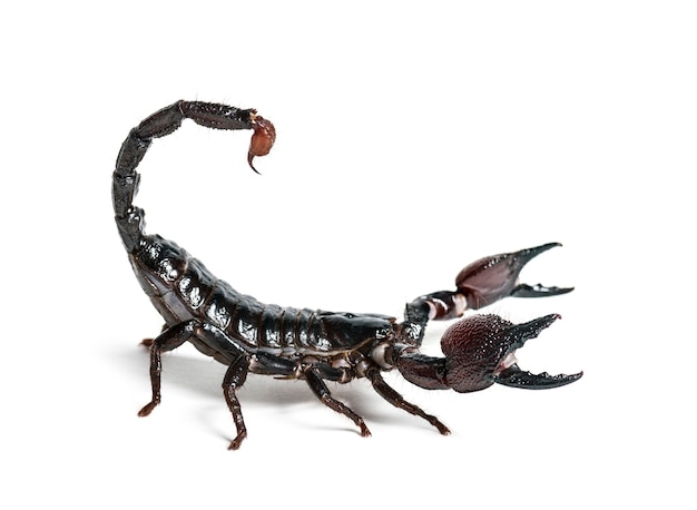 Photo emperor scorpion, pandinus imperator, in front of white background