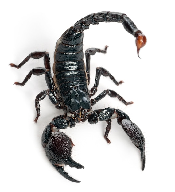 Foto scorpione imperatore - pandinus imperator