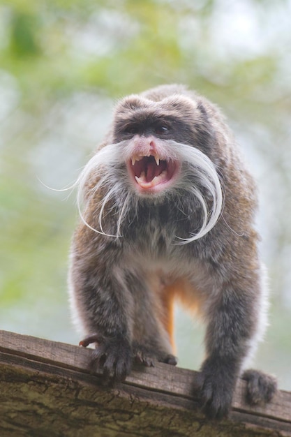 Emperor Tamarin monkey isolated close up portrait