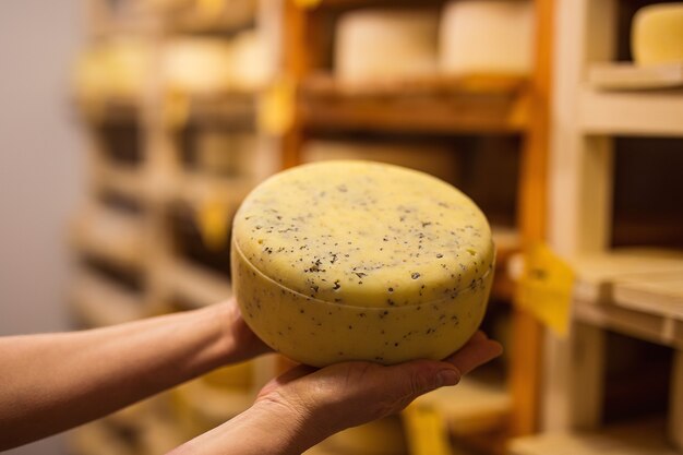 employees of a private cheese factory in production