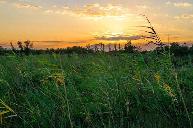 Emporda marshes