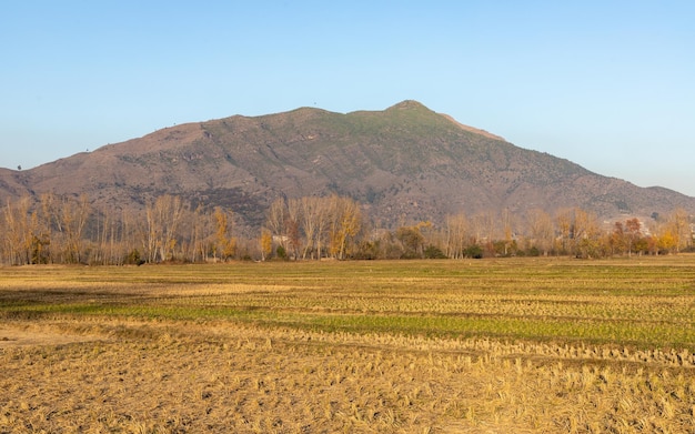 Empty agricultural field after crops harvested