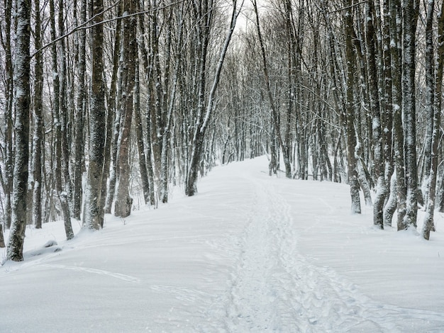 Empty alley in a snow-covered winter forest