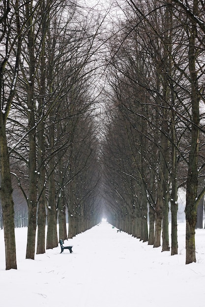 Empty alley in winter